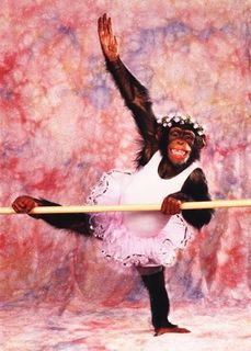 Tutus Are For Giraffes